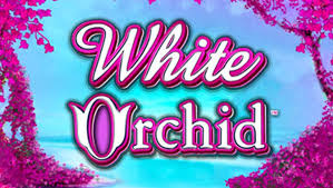 White Orchid Slots